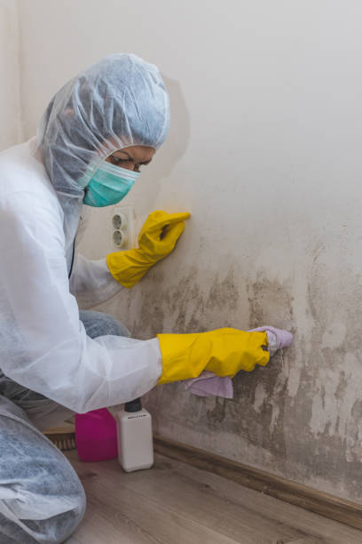 Best Post-Construction Mold Inspection  in West Milton, OH