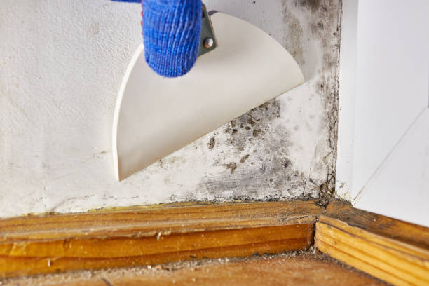 Best Biohazard Mold Removal  in West Milton, OH